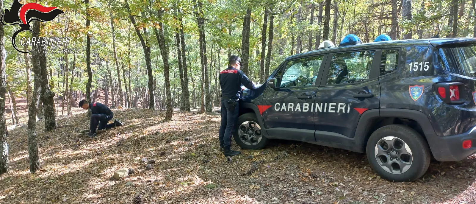 Blitz dei carabinieri nel Parco della Sila: scoperto taglio furtivo di oltre 100 alberi\n