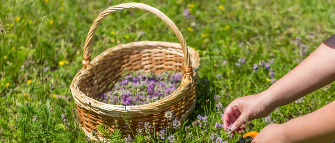 L’antico mestiere del raccoglitore, ad Altomonte una passeggiata per imparare a riconoscere le erbe spontanee