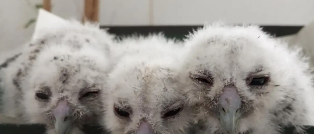 Tre pulcini di allocco salvati a Tropea a seguito della potatura di alberi\n