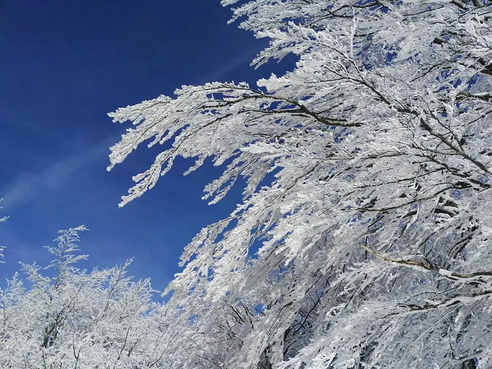 Galaverna in Sila, quando umidità e\u00A0freddo danno spettacolo: cos’è e come si forma\n