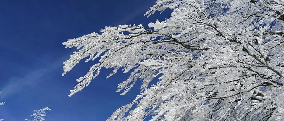 Galaverna in Sila, quando umidità e\u00A0freddo danno spettacolo: cos’è e come si forma\n