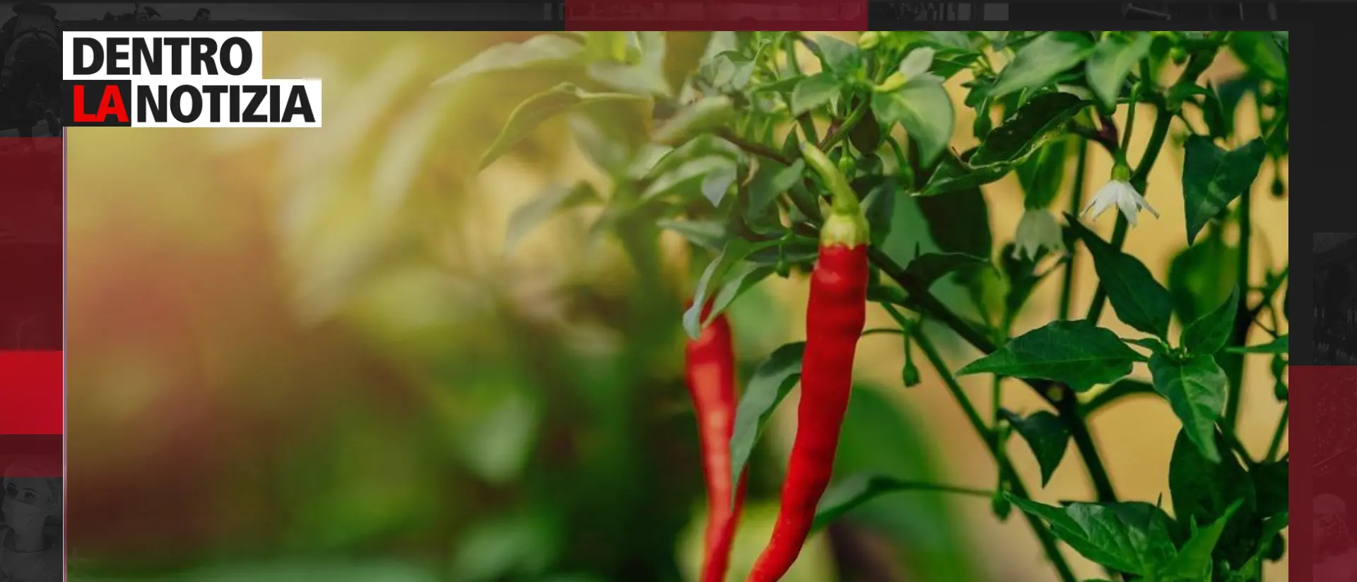 Il peperoncino di Calabria presto Igp: ne parliamo oggi a Dentro la notizia