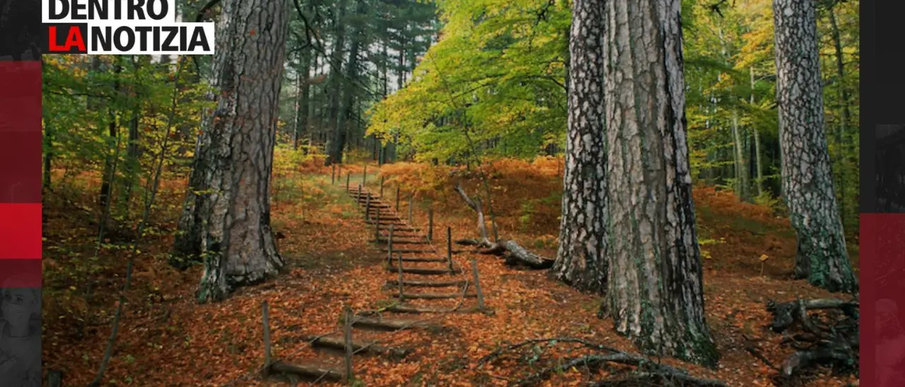 I Giganti della Sila un’attrattiva irresistibile per gli amanti della natura, focus oggi a Dentro la Notizia