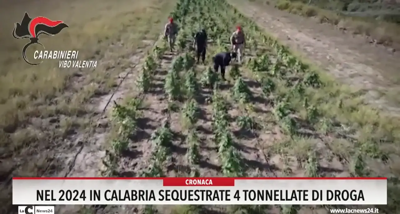 Nel 2024 in Calabria sequestrate 4 tonnellate di droga