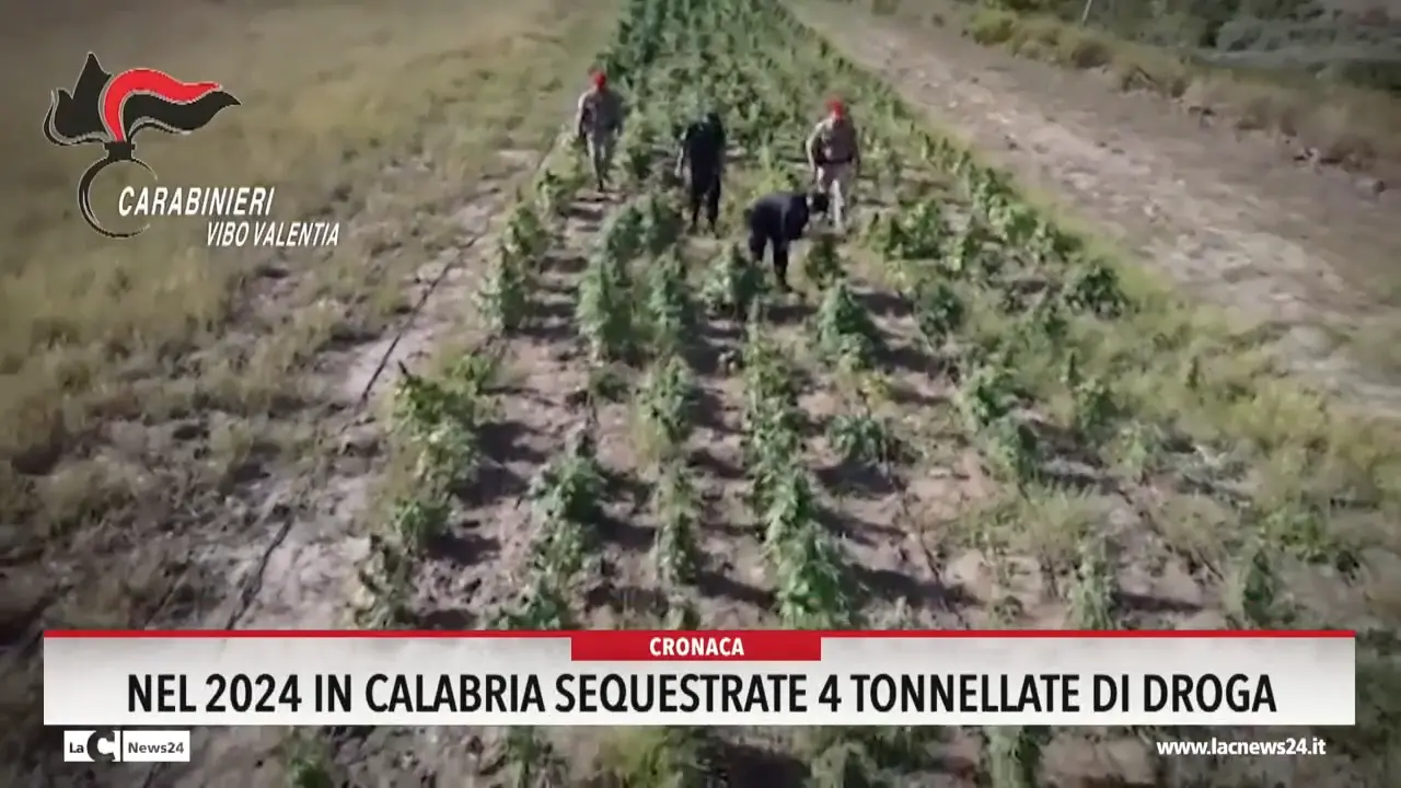 Nel 2024 in Calabria sequestrate 4 tonnellate di droga