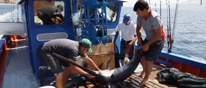 Pesca, si insedia il Tavolo Azzurro per il confronto e la programmazione: primo incontro in Cittadella
