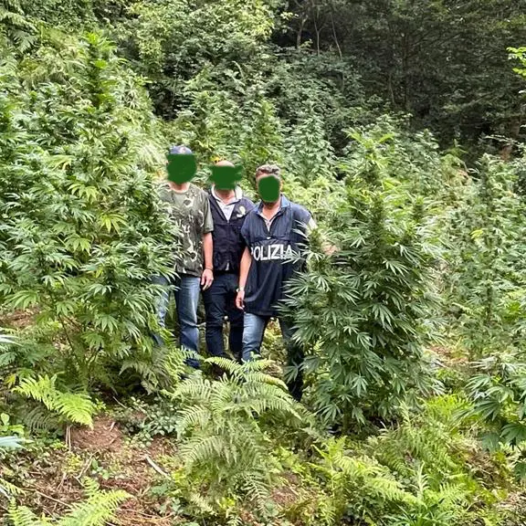 Oltre 400 chili di marijuana sequestrata nella provincia di Cosenza nel 2024, quasi 2 quintali di cocaina tra luglio e settembre\n