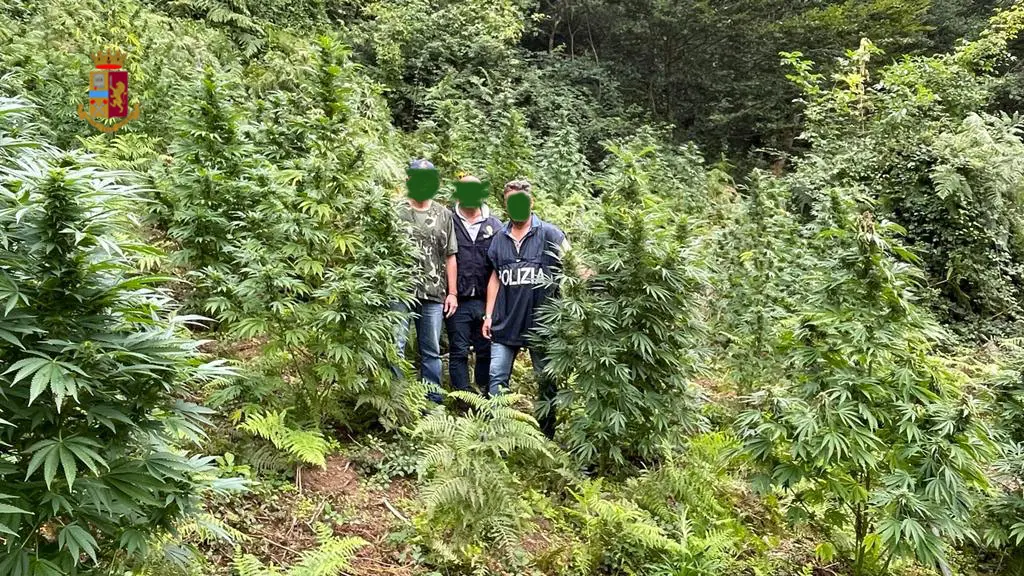 Oltre 400 chili di marijuana sequestrata nella provincia di Cosenza nel 2024, quasi 2 quintali di cocaina tra luglio e settembre\n