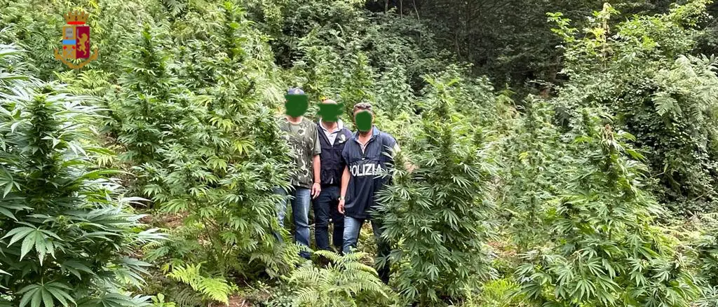 Oltre 400 chili di marijuana sequestrata nella provincia di Cosenza nel 2024, quasi 2 quintali di cocaina tra luglio e settembre\n