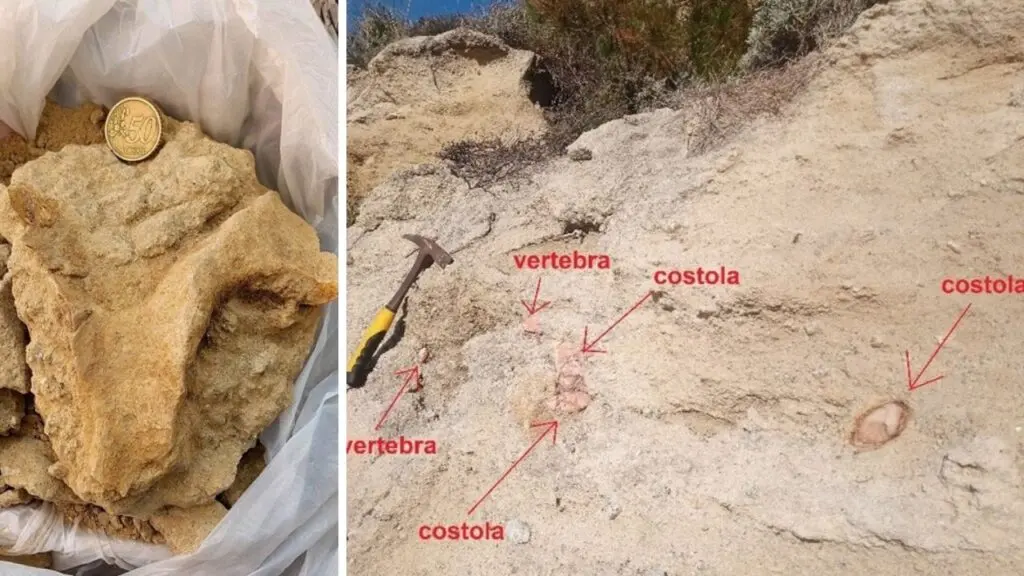 Tesori dal passato: trovato sulla spiaggia tra Ricadi e Tropea un fossile risalente a 7 milioni di anni fa