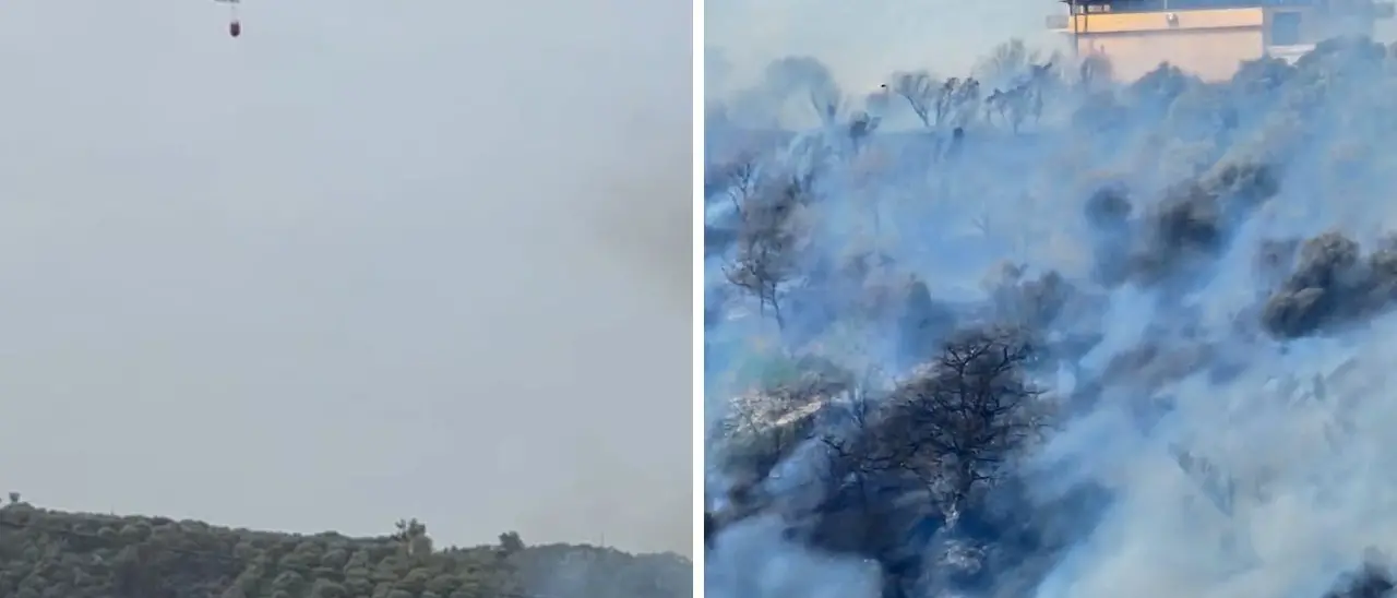 Incendio nel Vibonese, le fiamme danneggiano un uliveto alle porte di Dasà\n
