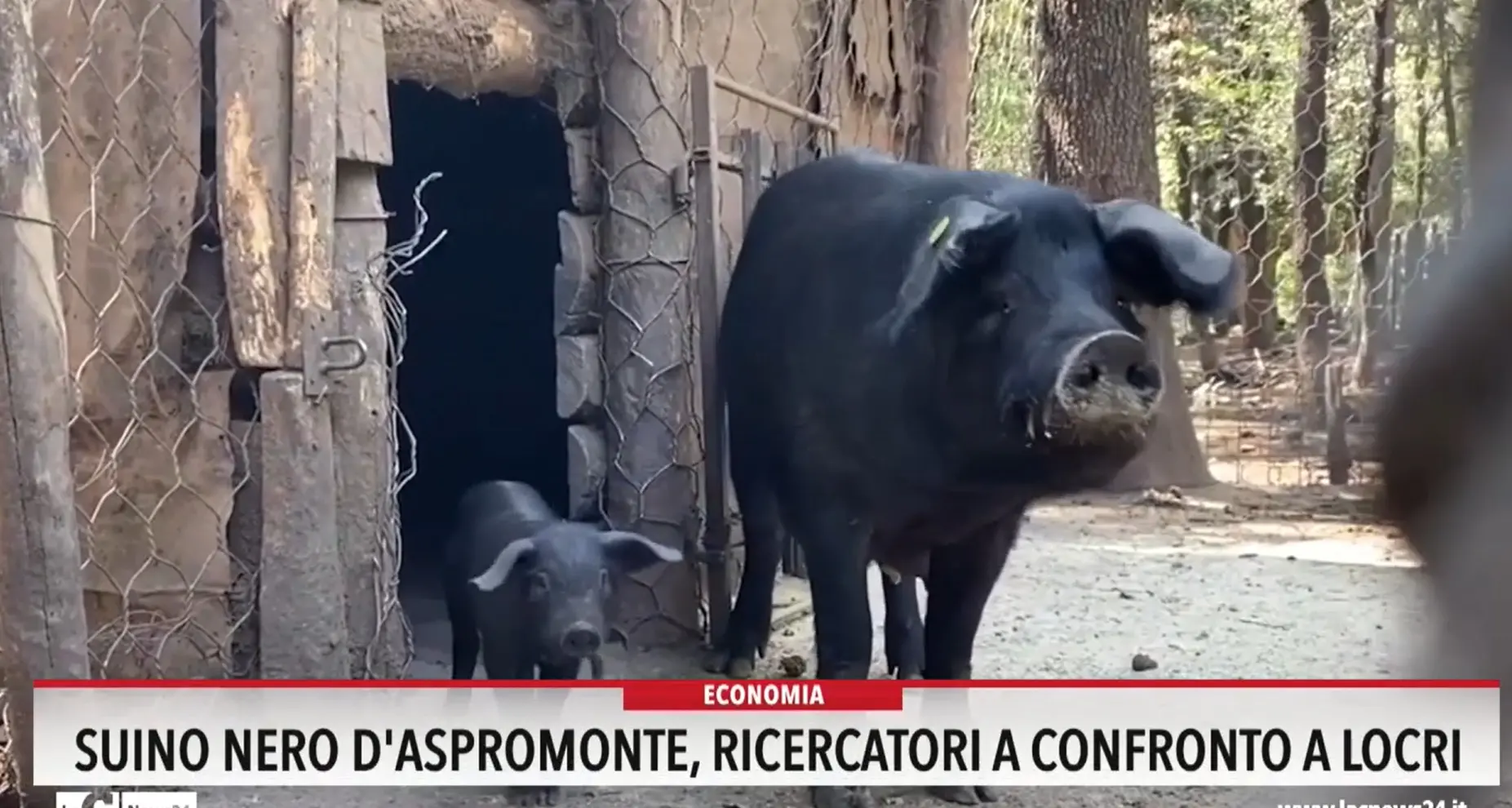 Suino nero d'Aspromonte, ricercatori a confronto a Locri