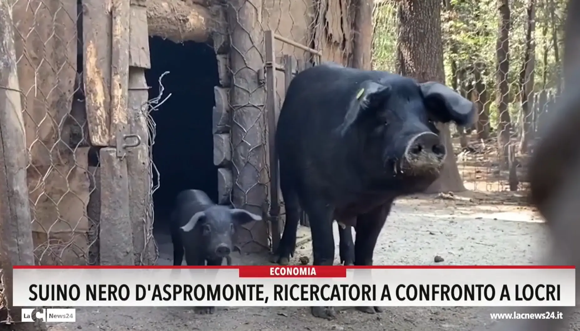 Suino nero d'Aspromonte, ricercatori a confronto a Locri