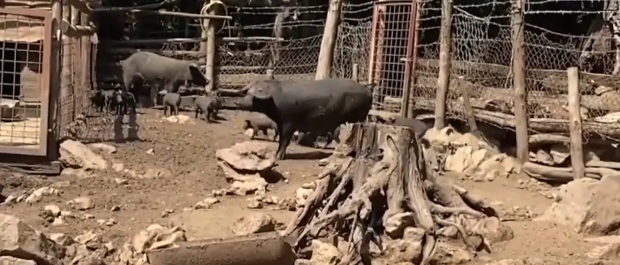 Il suino nero d’Aspromonte, un patrimonio genetico da salvaguardare e risorsa per la Locride\n\u00A0\n