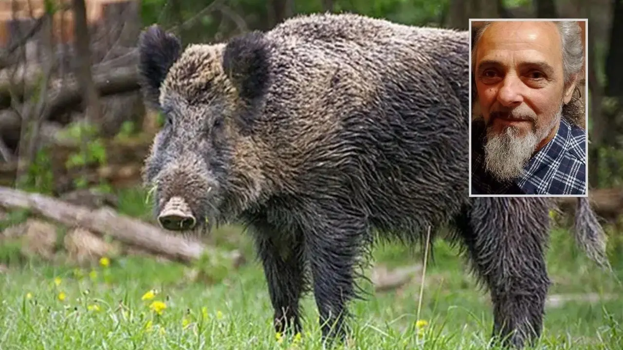 Tragedia a Cetraro, 60enne muore in seguito all’aggressione di un cinghiale