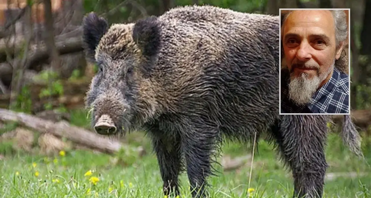 Tragedia a Cetraro, 60enne muore in seguito all’aggressione di un cinghiale\n