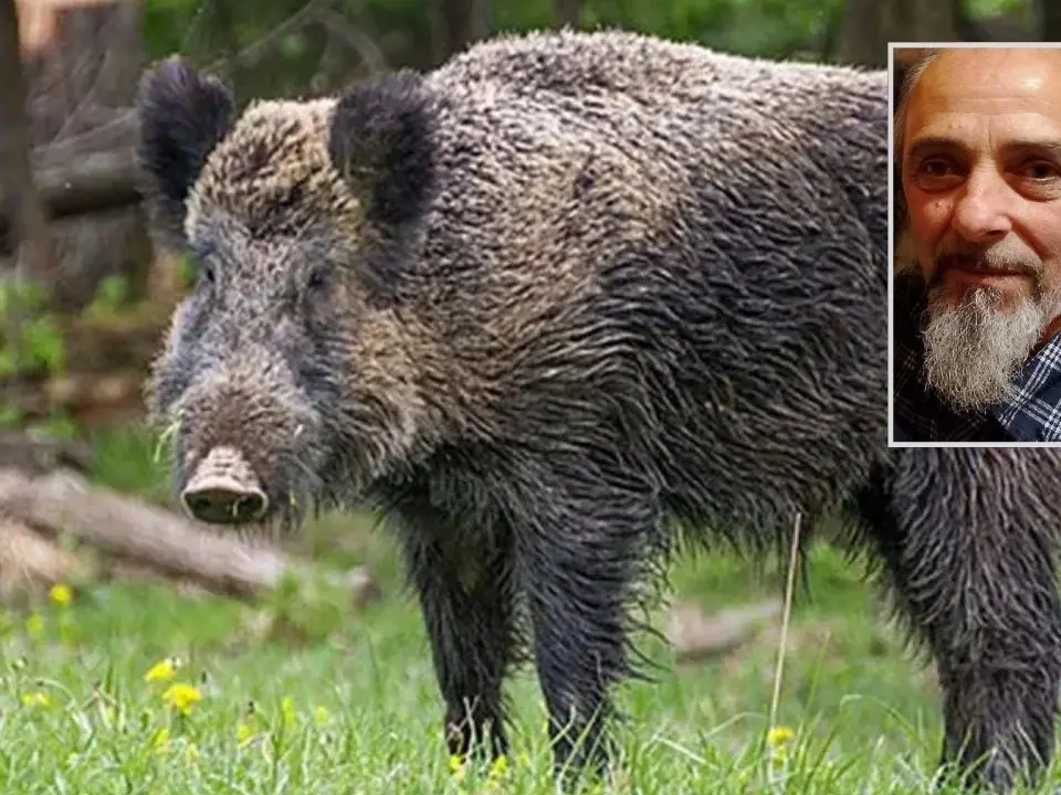 Tragedia a Cetraro, 60enne muore in seguito all’aggressione di un cinghiale