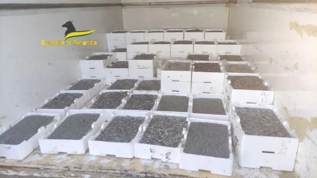 Fermato nel Cosentino un furgone che trasportava 2 tonnellate di novellame di sarda: sequestri e sanzioni per 75mila euro\n