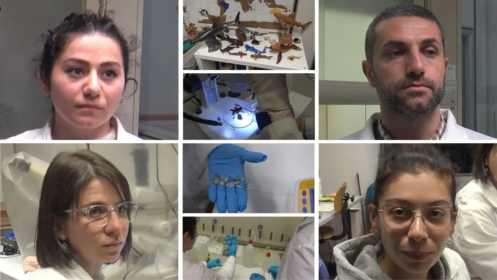 All’Unical tra gli studiosi\u00A0degli squali: «Cerchiamo microplastiche e metalli pesanti, i primi dati sono preoccupanti»\n