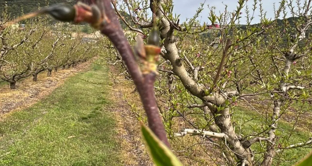Gelata notturna in Calabria: danni ingenti alle colture frutticole, Coldiretti chiede interventi urgenti