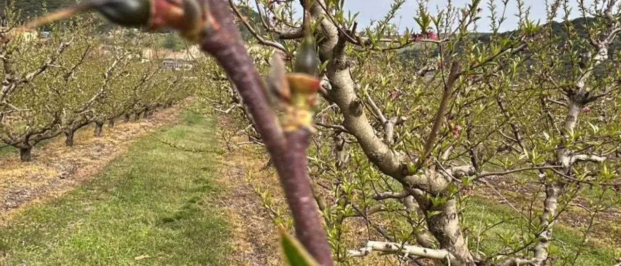 Gelata notturna in Calabria: danni ingenti alle colture frutticole, Coldiretti chiede interventi urgenti