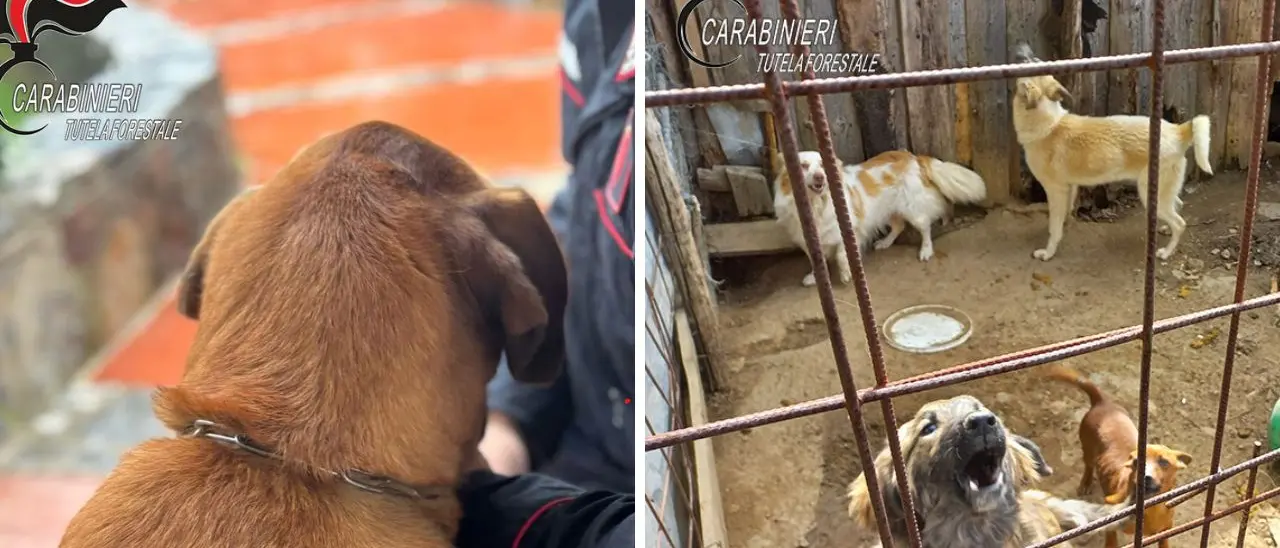 San Giovanni in Fiore, cani tenuti in un’area con lamiere appuntite e chiodi: denunciato il proprietario\n