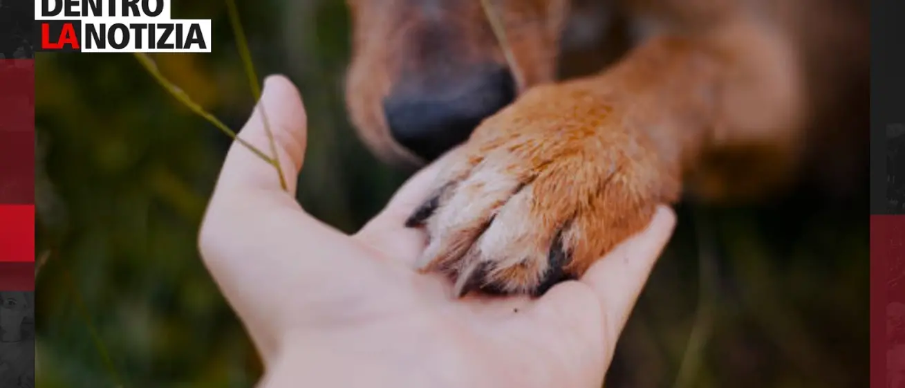 Cuori randagi, il ruolo delle associazioni nel contrasto all’abbandono: focus a Dentro la notizia\n