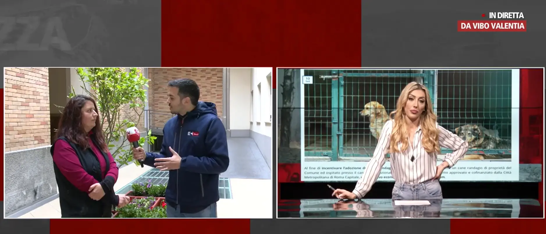 Gatti e cani abbandonati, il randagismo una piaga da estirpare: «Non comprate animali, ma adottateli»\n