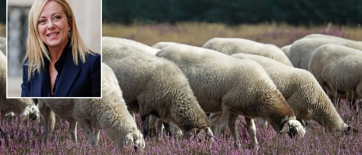 A Limbadi fervono i preparativi per l’arrivo della Meloni e il sindaco vieta «pascolo e transito delle pecore»\n