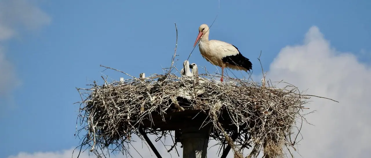 Cicogna Bianca nella Valle del Crati, una star in webcam aiutata dalla Lipu: «Collaborazione e sinergia per valorizzarla»