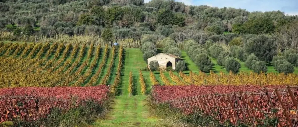 Vinitaly 2025, il guru di Slow wine incorona un vino calabrese: è tra i dieci da non perdere nel grande salone di Verona