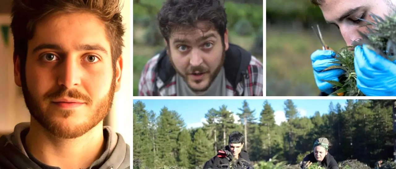 La cannabis light è droga, il decreto sicurezza affonda anche aziende calabresi: «Situazione catastrofica, distrutti anni di investimenti»\n