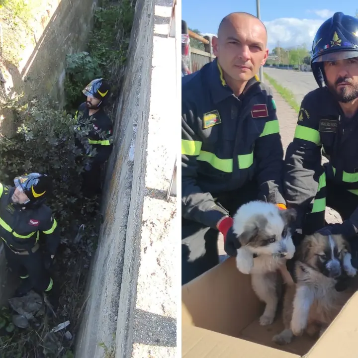 Due cagnolini salvati dai vigili del fuoco di Crotone: erano caduti in un canalone profondo 3 metri