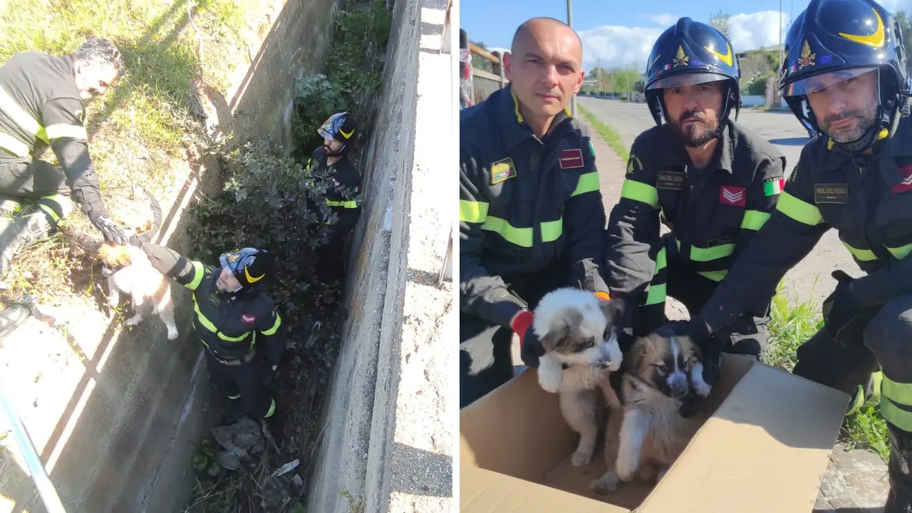 Due cagnolini salvati dai vigili del fuoco di Crotone: erano caduti in un canalone profondo 3 metri