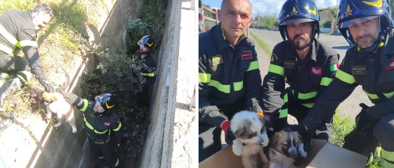 Due cagnolini salvati dai vigili del fuoco di Crotone: erano caduti in un canalone profondo 3 metri