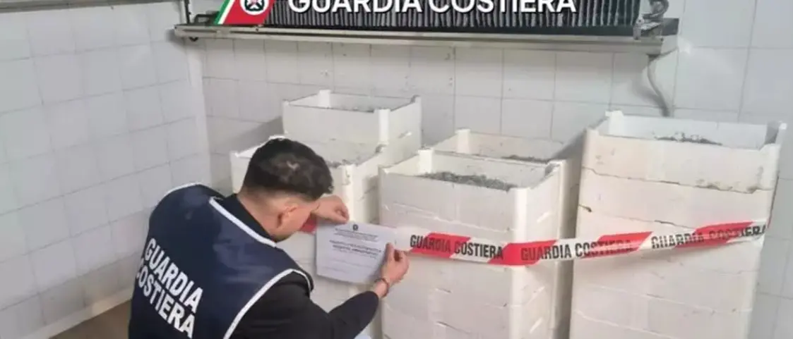 Sequestrati nel Crotonese quasi 2 quintali di novellame di sarda, multa da 10mila euro\n