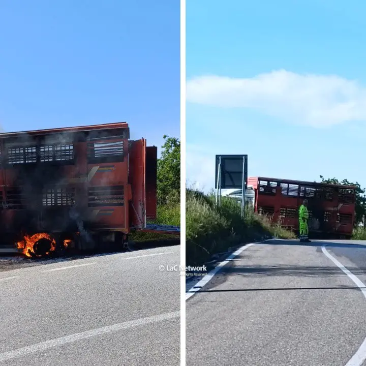 Incendio nel Cosentino, camion carico di bestiame prende fuoco sulla SS 660: animali salvati grazie all’intervento di una automobilista