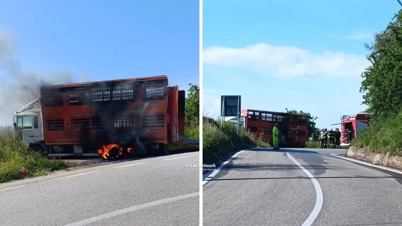 Incendio nel Cosentino, camion carico di bestiame prende fuoco sulla SS 660: animali salvati grazie all’intervento di una automobilista