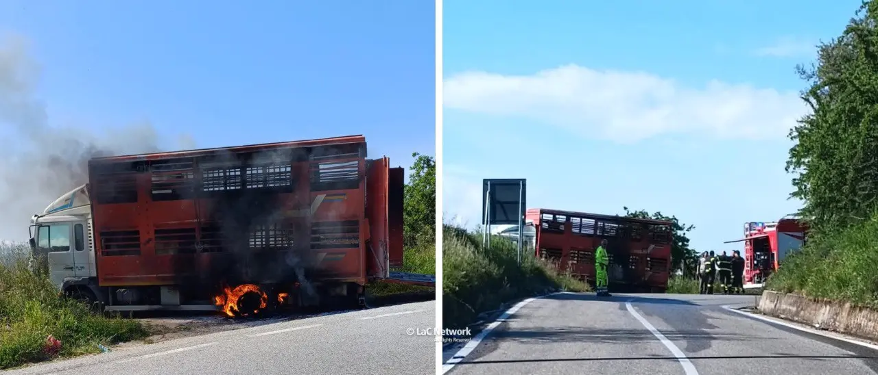 Incendio nel Cosentino, camion carico di bestiame prende fuoco sulla SS 660: animali salvati grazie all’intervento di una automobilista
