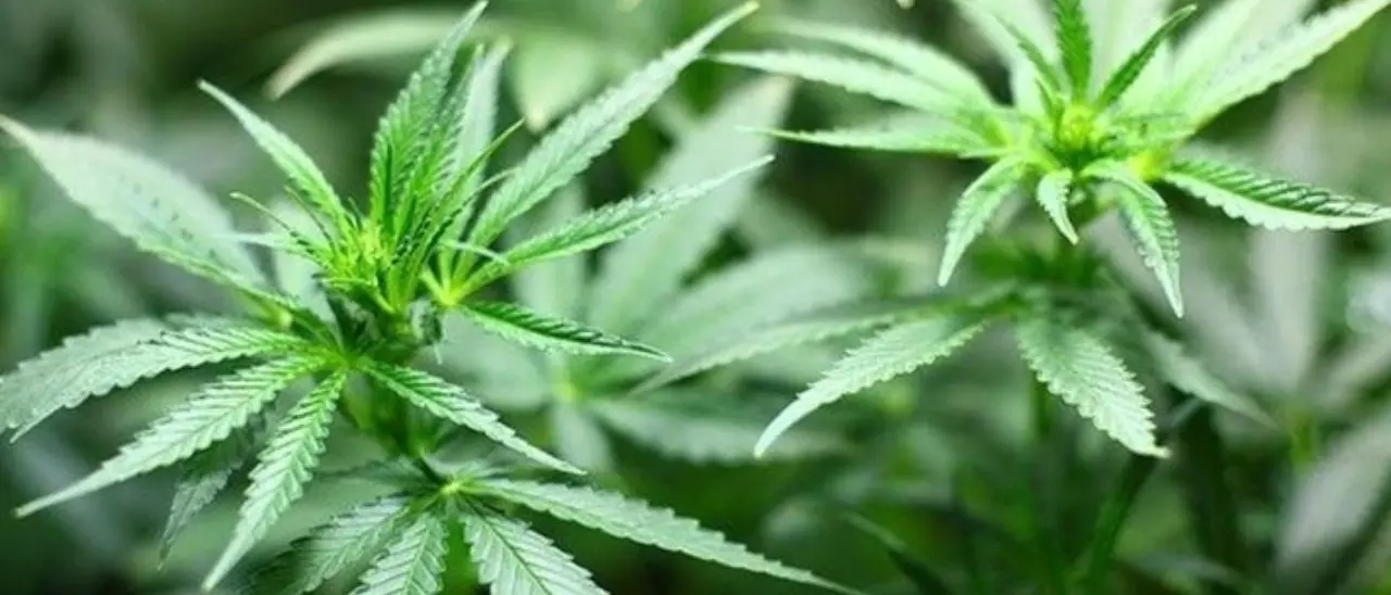 Cannabis light, il futuro di decine di azienda calabresi a rischio con il Decreto sicurezza\n