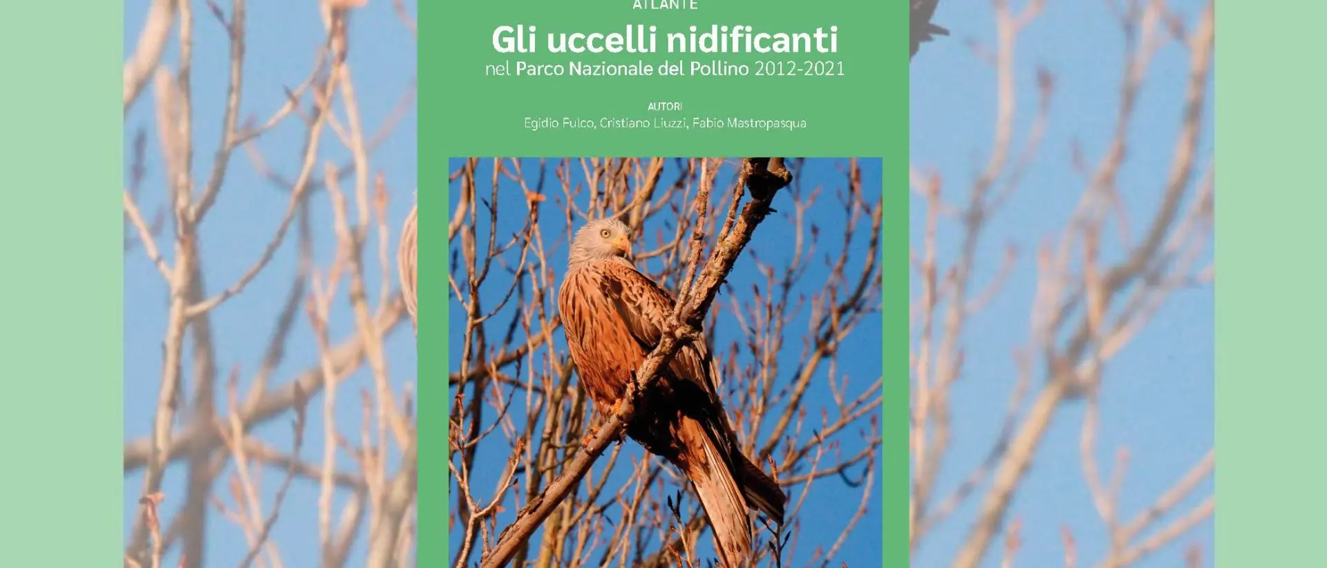 Il Parco del Pollino scrigno di biodiversità: il sito ospita 118 specie di uccelli nidificanti\n