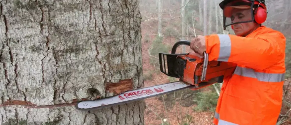 Contratto forestali, al via la trattativa per il rinnovo: coinvolti oltre 22mila lavoratori\n