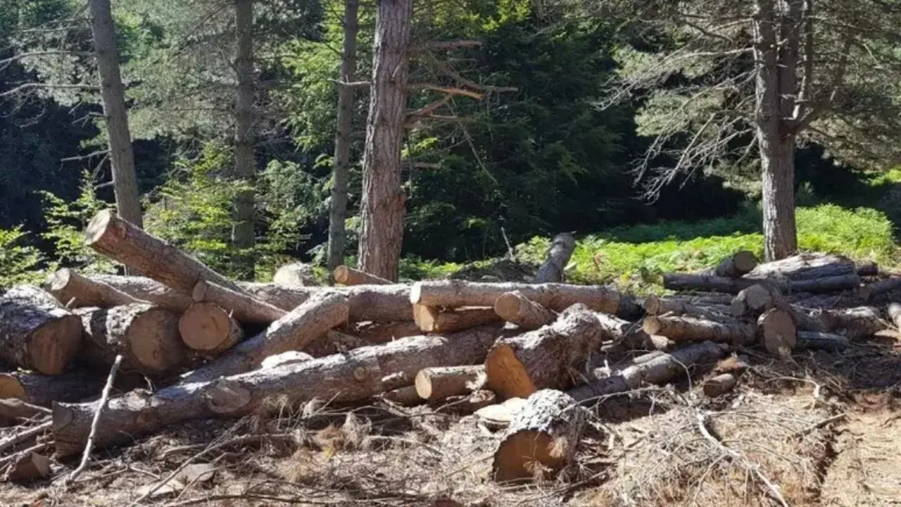 Taglio abusivo di legname e rogo di rifiuti nel Parco d’Aspromonte: un arresto\n