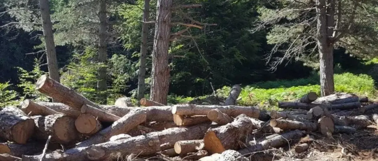 Taglio abusivo di legname e rogo di rifiuti nel Parco d’Aspromonte: un arresto\n