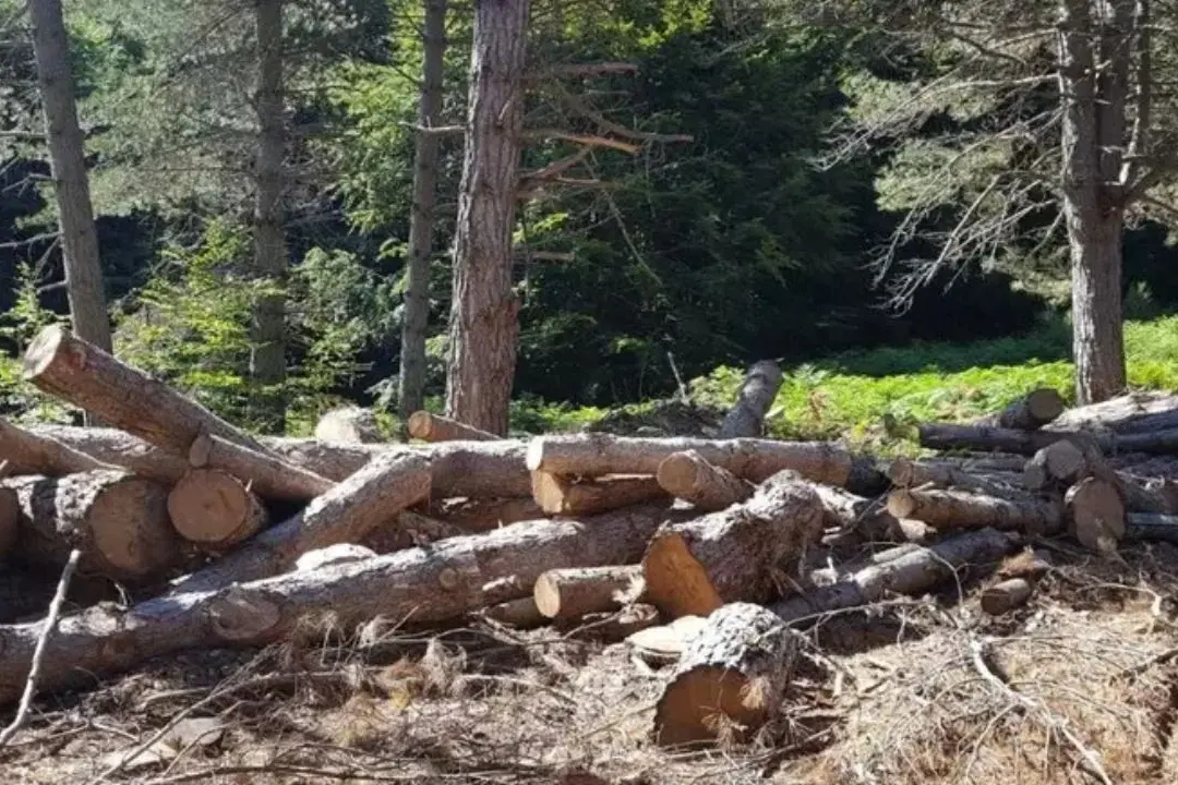Alcuni alberi tagliati nel comune di Gambarie d\\'Aspromonte (Ansa)