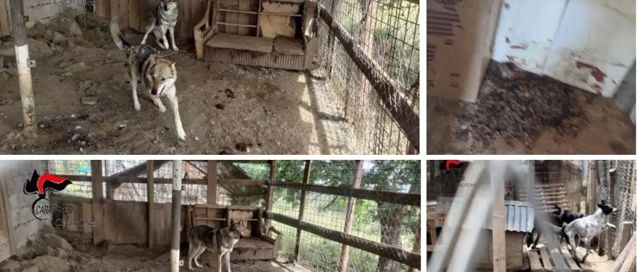 Sequestrato un canile abusivo nel Crotonese:\u00A0nel corso dell’operazione un uomo ha tentato di darsi fuoco\n