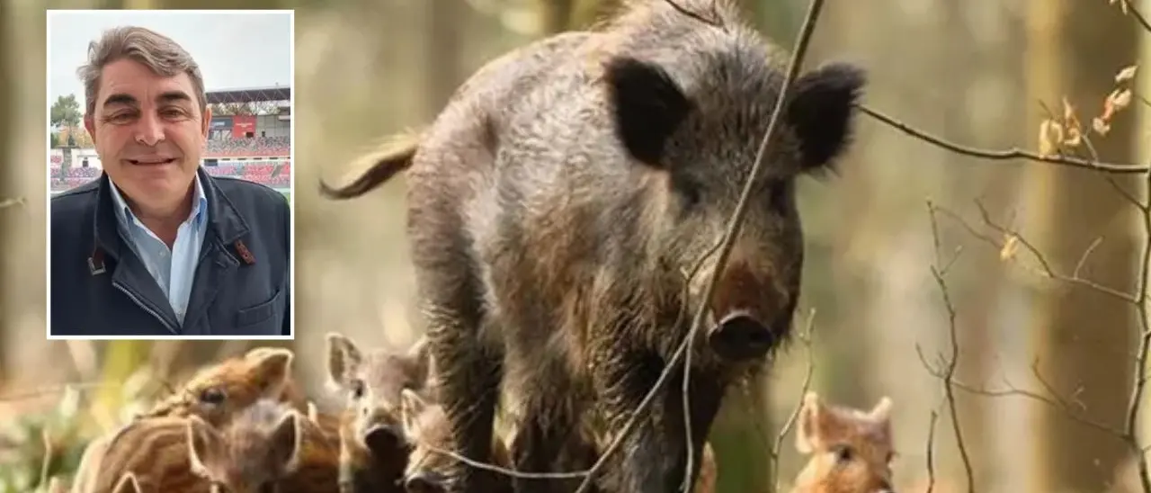 Cinghiali da emergenza a risorsa, l’esperto: «Creare filiere per la lavorazione delle carni anche in Calabria»\n