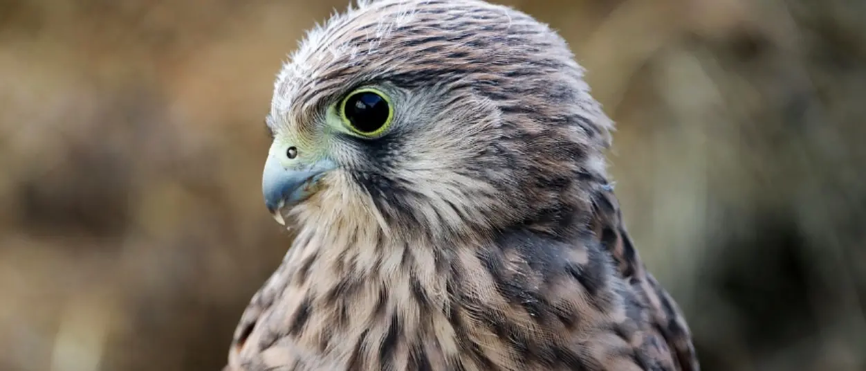 Tutela dei rapaci e lotta al bracconaggio, nel Reggino arriva l’Adorno day\n