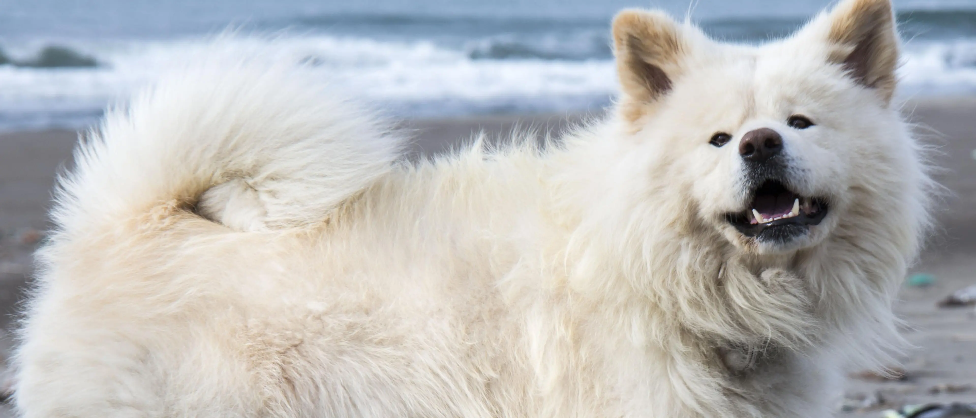 Crotone, cane azzanna una bambina al volto e al braccio: operata d’urgenza. Denunciato il proprietario