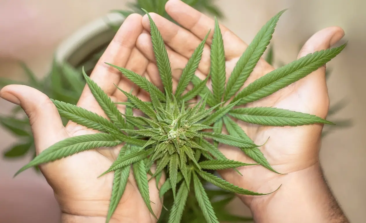 «Il Dl Sicurezza non vieta la coltivazione di Cannabis light», il Governo risponde alle Regioni\n